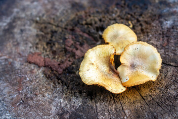 Close up of wild mushrooms growing on a wood surface.
