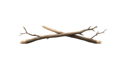 Stark beauty, silhouette of a bare tree branch against the winter sky barren