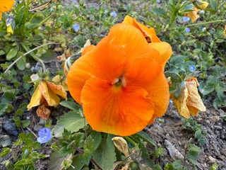 Blooming orange color pansy flower in the garden. Cortinarius violaceus, violet webcap, violet cort. Orange pansy viola cornuta tricolor, viola wittrockiana, violaceae, heartsease a wildflower.

