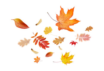 variety of autumn leaves highlighted on a transparent background