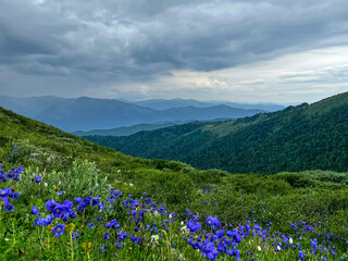 a field of blue flowers in the mountains . Peaceful mountain landscape