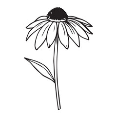 Echinacea Coneflower – Beautiful and Medicinal Bloom