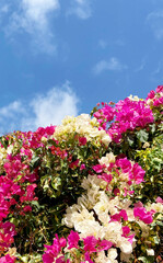 Obraz premium Blossoming Bougainvillea with pink and white flowers against blue sky in Tenerife,Canary Islands,Spain.Ornamental tropical garden plants concept with copy space.