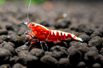 Red galaxy pinto shrimp on black soil closeup