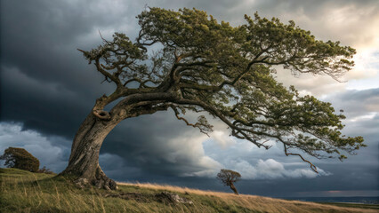 "A lone, weathered tree with a thick, textured trunk and sprawling branches, standing against a dark stormy sky, with the wind rustling through its leaves."