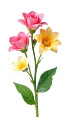 White background with isolated flowers on stem, stems, white, flowers