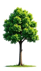 A single tree's canopy against a bright white background, leafy, natural, isolated