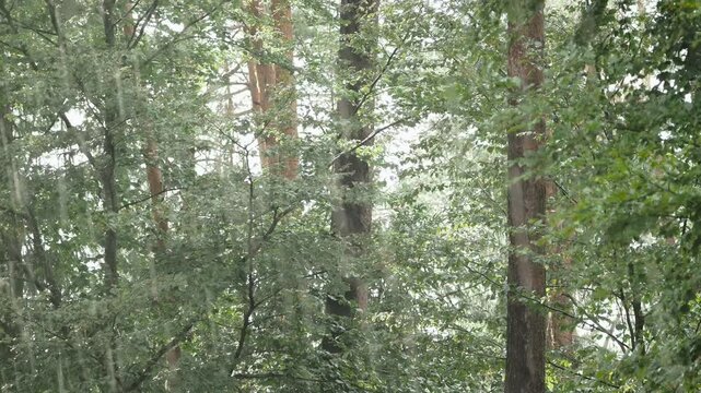 Heavy summer rain in a green European forest