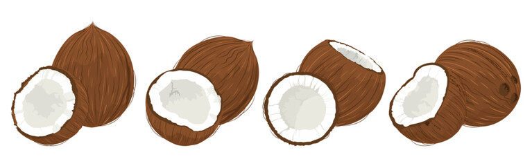 Fresh whole and a half coconut. Hand drawn set consisting of several compositions of a whole coconut and a half. Coconut day 2 September.
