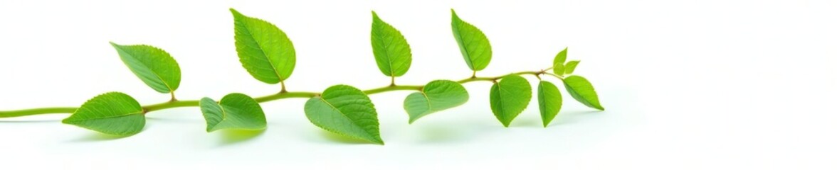 Obraz premium Single stem with leaves isolated on white background, stem with leaves, isolated