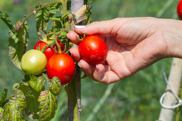 hand of the hostess reaches for the tomatoes on the bush