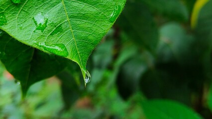 Photo of dew on plants. This photo can be used for background, wallpaper and so on.