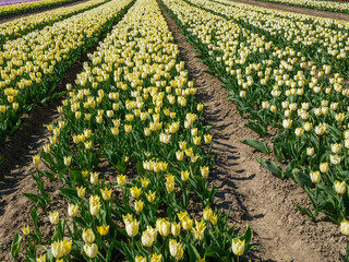 Tulipfields in Flevoland province, The Netherlands