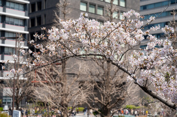 東京都千代田区九段にある千鳥ヶ淵に咲く満開の桜