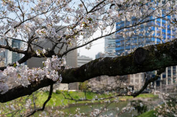 東京都千代田区九段にある千鳥ヶ淵に咲く満開の桜