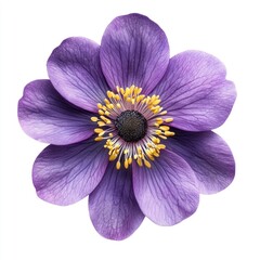 Obraz premium Close-up of a single, vibrant purple flower. Detailed petals, center