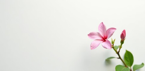 Single jasmine bloom against stark white backdrop , fragrance, botanical