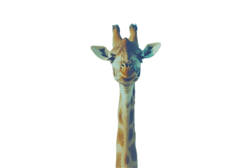 Close-up Portrait of a Curious Giraffe with Teal Hues, Isolated on White