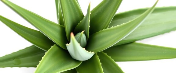 Obraz premium A single aloe vera plant, leaves splayed, isolated on pure white , isolated, photography