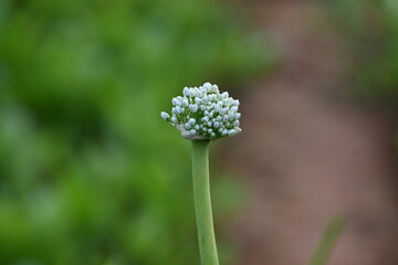 Obraz premium Onion flower in blurry background. Its common names&nbsp;bulb onion&nbsp;and common onion. This is a vegetable that is the most widely cultivated species of the genus&nbsp;Allium.