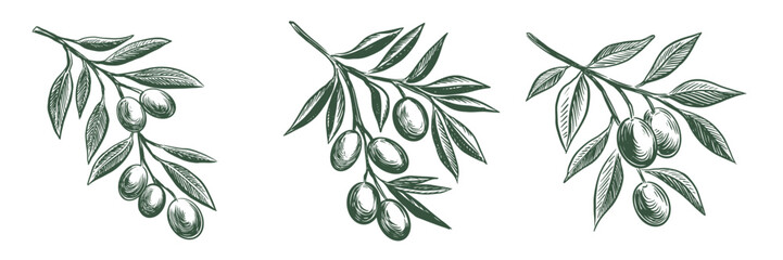 Olive branch hand drawn illustrations, sketch.	

