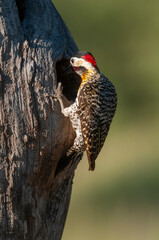 Green barred Woodpecker in forest environment,  La Pampa province, Patagonia, Argentina.