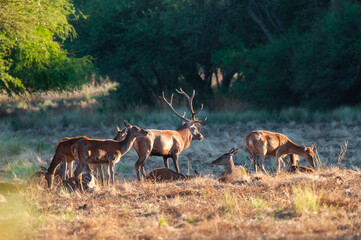Red deer, Male roaring in La Pampa, Argentina, Parque Luro, Nature Reserve
