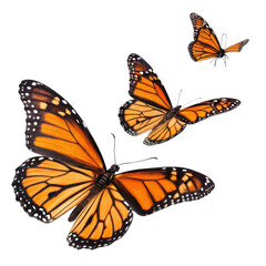 beautiful display of vibrant orange butterflies with black patterns, showcasing their delicate wings in flight