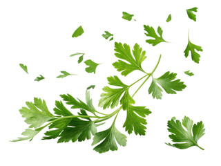 Fototapeta premium Fresh green parsley leaves floating gracefully in air, showcasing their vibrant color and delicate texture, perfect for culinary use