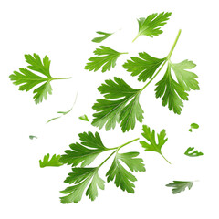 Fototapeta premium Fresh green parsley leaves scattered on transparency background, showcasing their vibrant color and unique shapes, perfect for culinary use
