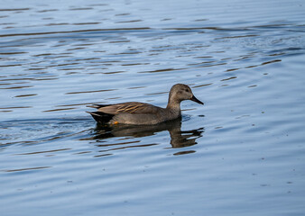 A Gadwall Duck (Anas strepera) at Lackford Lakes in Suffolk, UK