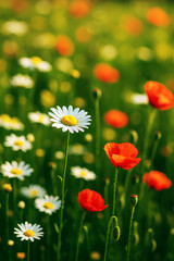 Vibrant wildflowers in a summer meadow, showcasing daisies and poppies
