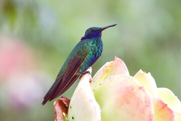 Fototapeta premium Sparkling violetear (Colibri coruscans) hummingbird perched on a succulent in a garden in Cotacachi, Ecuador