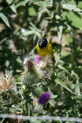 Hooded siskin (Spinus magellanicus) on a Scotch thistle flower in Cotacachi, Ecuador