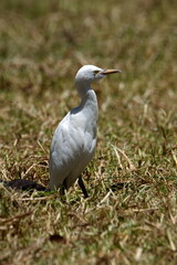 Cattle egret (Bubulcus ibis) in a field in Cotacachi, Ecuador