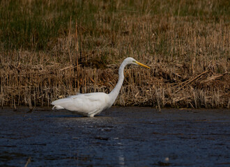A Great White Egret (Ardea alba) in Lackford Lakes, Suffolk, UK