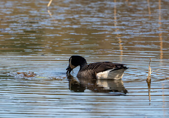 Adult Canada Goose (Branta canadensis) at Lakeford Lakes in Suffolk, UK