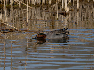 A Teal Duck (Anas crecca) at Lackford Lakes in Suffolk, UK