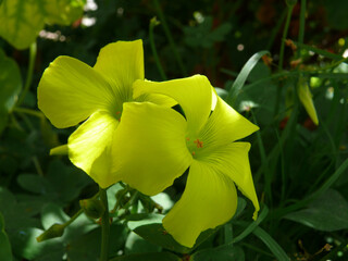 Natura
