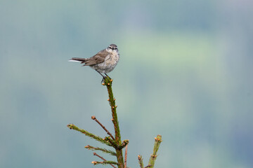 Water pipit (Anthus spinoletta) breeding adult in its mountain habitat (en face)