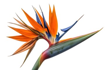 Exotic orange flora, a tropical bloom of paradise