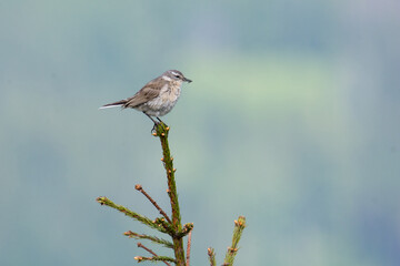 Water pipit (Anthus spinoletta) breeding adult in its mountain habitat
