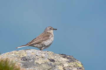 Water pipit (Anthus spinoletta) breeding adult singing in its mountain habitat. Bird sitting on a stone against blue sky