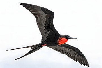 Black-winged birds with red and white feathers fly in wild nature