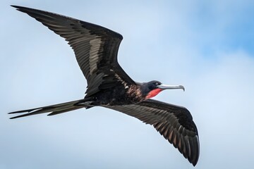 A wild bird with black and white feathers takes flight, its beak pointed against the sky