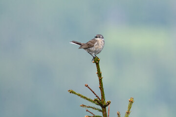 Water pipit (Anthus spinoletta) breeding adult in its mountain habitat
