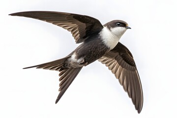 Wild black and white bird of prey with a sharp beak and red feathers