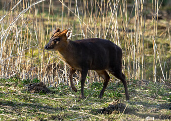 A lone Reeve's Muntjac (Muntiacus reevesi) at Lakeford Lakes in Suffolk, UK