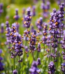 Golden bees swarm vibrant purple lavender field, sunlit , meadow, winged, insect