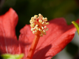 Natura